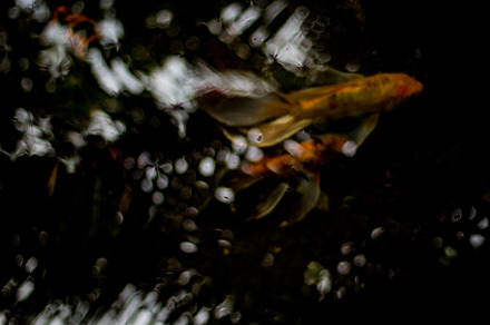 A fish and the reflection of water
