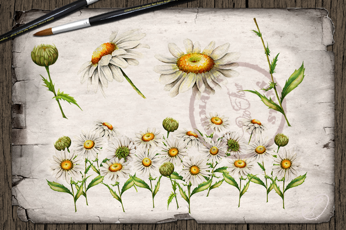 Daisy Watercolor Illustration, a Decorative Illustration by DioFlow (Photo 5 of 5)