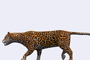 3DRT - Safari animals - Jaguar, an Animal 3D Model by 3DRT.com (Thumbnail 2 of 3)