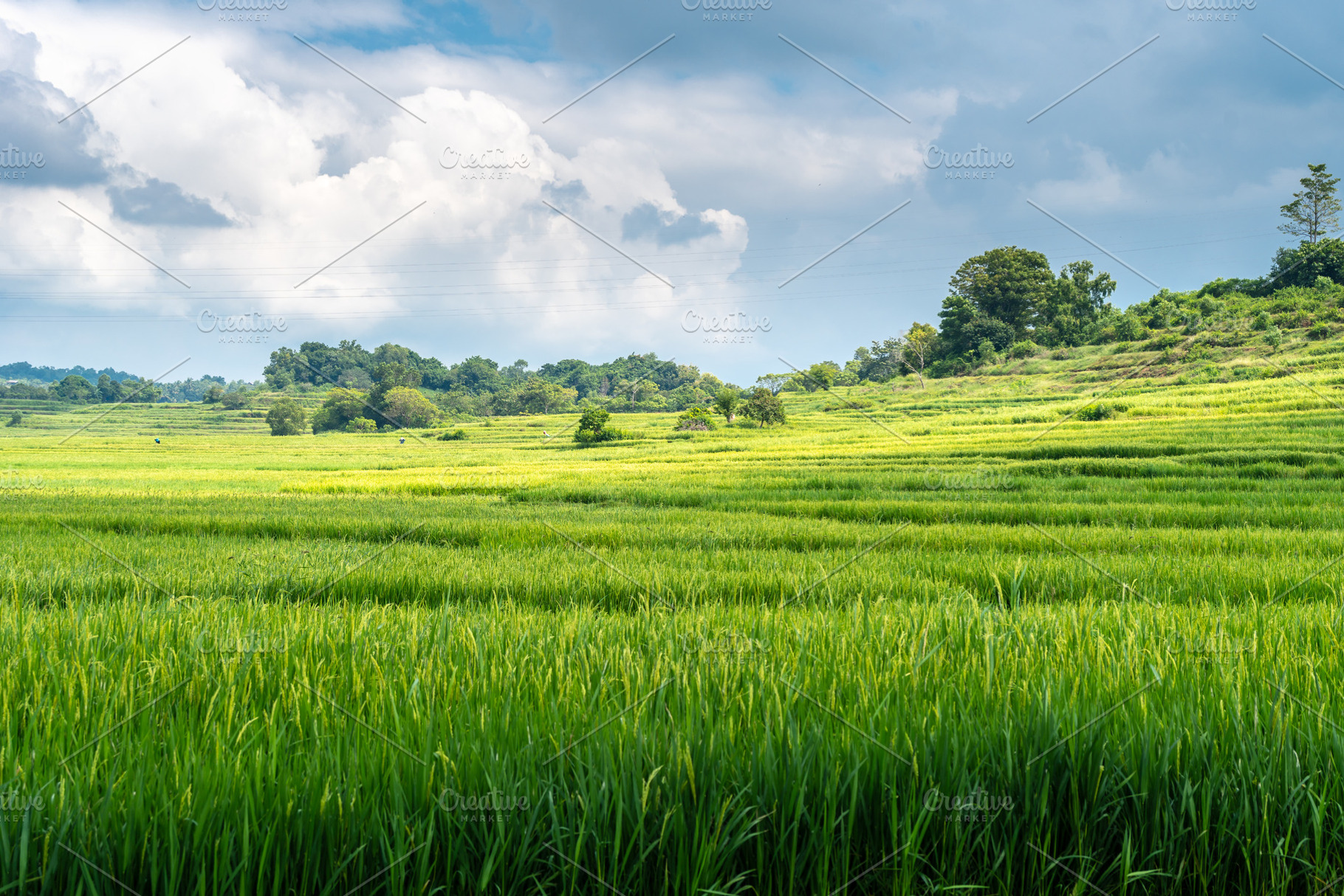 Green rice field in Sulawesi countryside, Indonesia under cloudy, a Nature Photo by GoodGoods