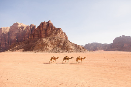 Three Camels in the Middle East