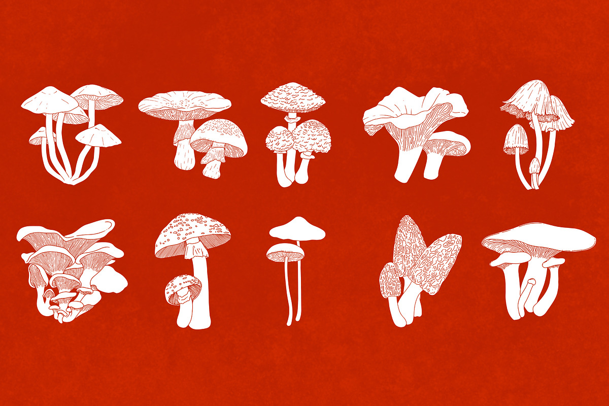 Procreate Wild Mushroom Stamps, a Brush Add-On by BrushBoy (Photo 4 of 7)
