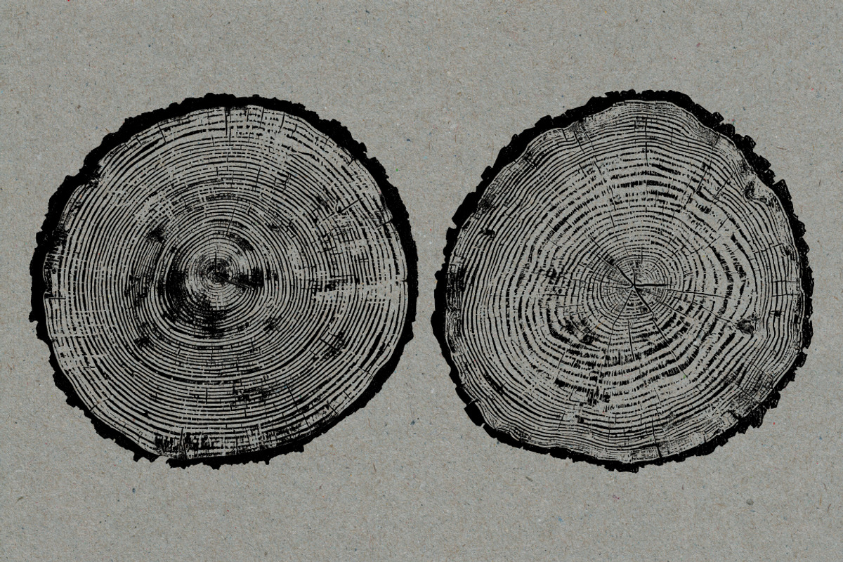 26 Large Tree Ring Textures, a Texture Graphic by Offset (Photo 5 of 16)
