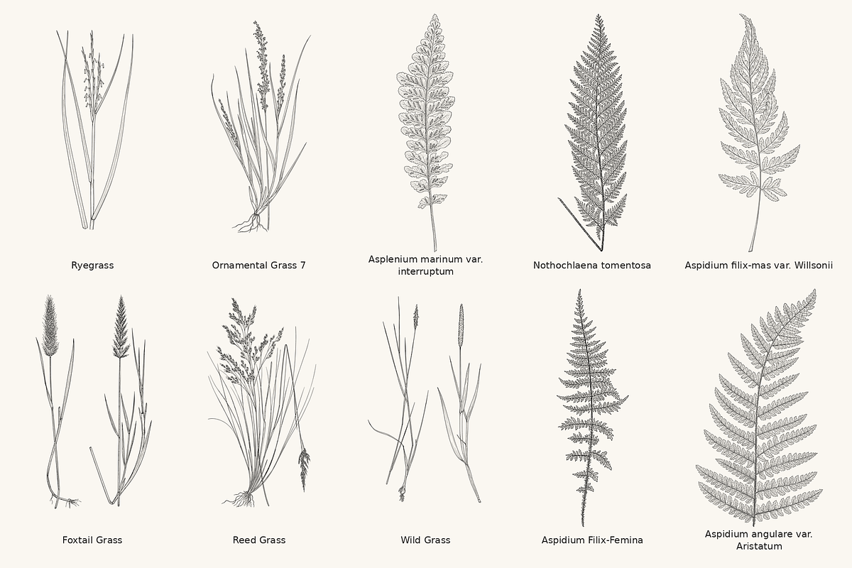 Fern & Grass Line Art Collection, a Decorative Illustration by AW Studios (Photo 4 of 11)