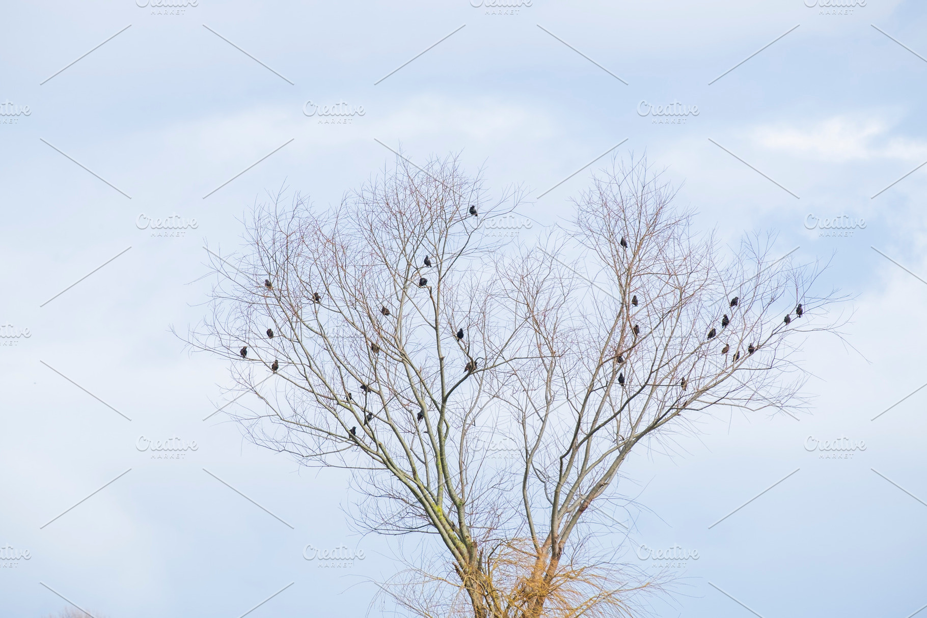 The birds featuring nature, flock, and birds, an Animal Photo by Atropos Images