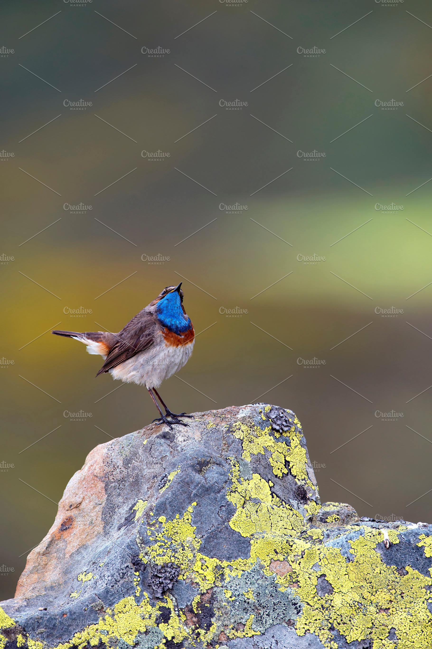 Bluethroat male perched on a rock with green background., an Animal Photo by CreativePhotoSpain