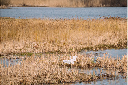 Fauna Of Belarus. Great Egret Or, an Animal Photo by Our Amazing World