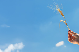 A hand with painted nails holding a single wheat ear against a b, a Food & Drink Photo by Ales Munt