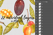 Mango clipart in botanical style, a Food Illustration by Ann Astro (Thumbnail 4 of 10)
