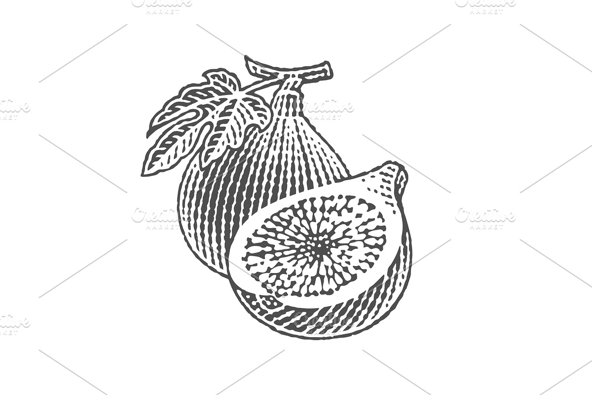 Fresh, ripe figs, a Food Illustration by Irina Trusova (Photo 3 of 3)