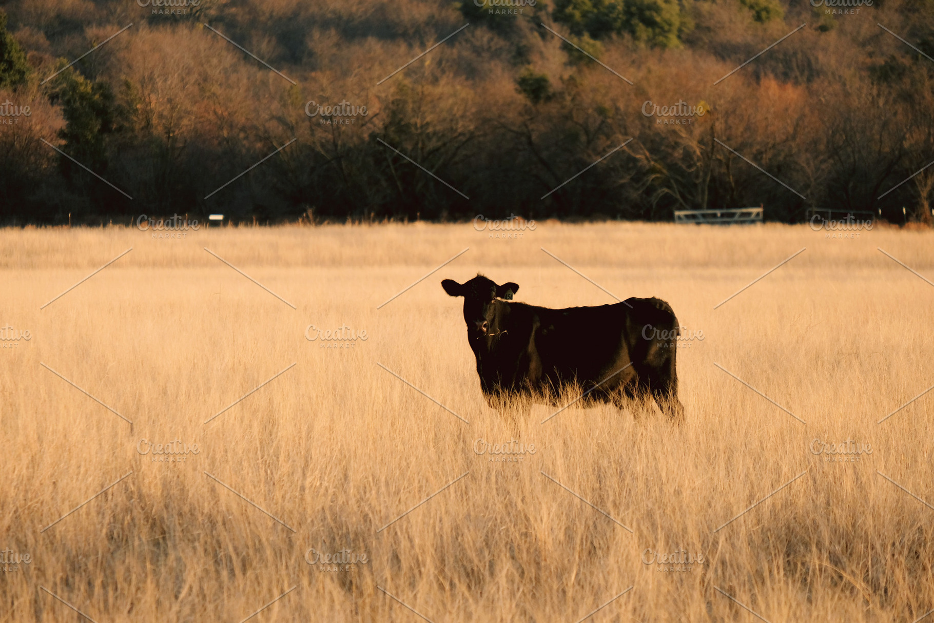 Black Cow in Field, an Animal Photo by ccestep8