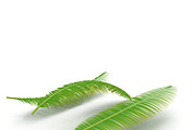 Palm branch, an Environmental 3D Model by AndrewWhite (Thumbnail 3 of 10)