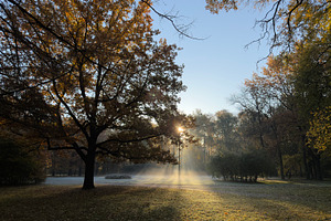 A serene autumn park scene with sunlight filtering through trees, mist rising f, a Nature Photo by Textures & Backgrounds