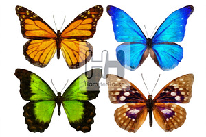 Watercolor Butterflies, 10 Png