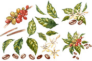 Coffee in botanical style, a Food Illustration by Ann Astro (Thumbnail 3 of 9)