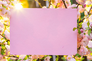 Paper blank between flowering almond, a Background Photo by Volff