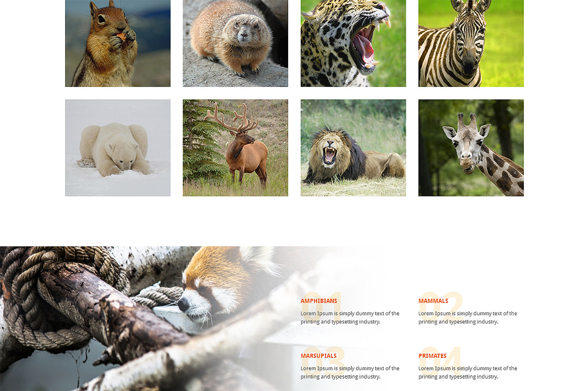 Zoo Responsive One Page Theme, a HTML Template by IceTemplates