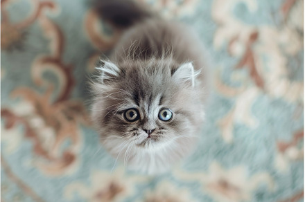 Curious gray fluffy kitten looking, an Animal Photo by Lermont51