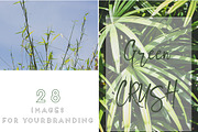 GREEN TROPICAL PLANTS, a Nature Photo by Beach Babe Stock (Thumbnail 2 of 6)