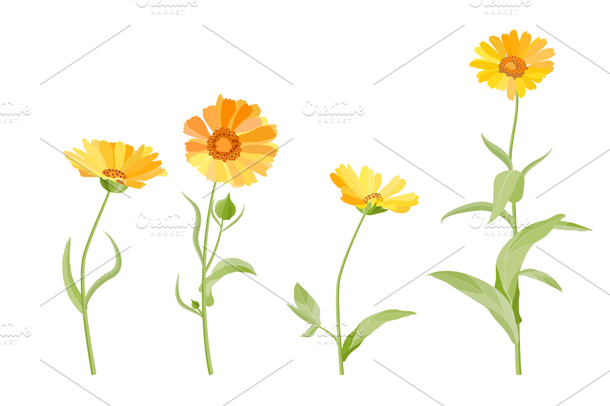 Vector object brushes. Calendula, a Brush Add-On by Peolla (Photo 10 of 16)