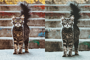 110 KODAK PORTRA Lightroom Presets, a Preset Add-On by Oak Digital Studios (Thumbnail 3 of 8)