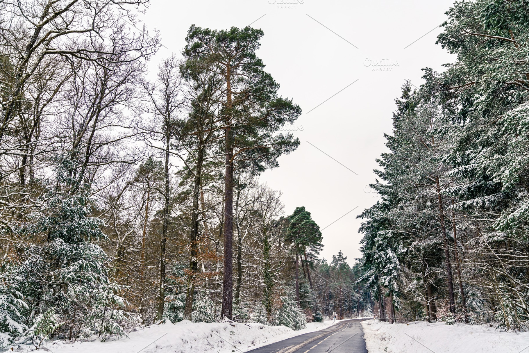 Road in the vosges mountains in winter basrhin department of france stock, a Nature Photo by Leonid Andronov