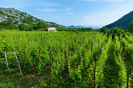 Vineyards in Montenegro, a Nature Photo by Photostock