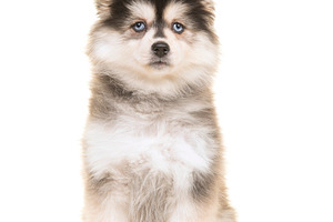 Cute pomsky puppy sitting on white, an Animal Photo by Elles Rijsdijk