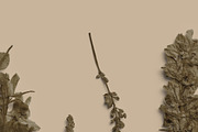 Umber Pressed Botanical PNG, an Object Graphic by Custom Scene (Thumbnail 5 of 8)