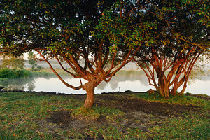 Gnarled trees on lake shore lit by warm morning sunlight. Scenic landscape with, a Nature Photo by Rohan Photography