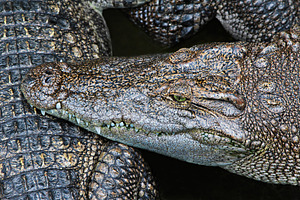 Crocodile close-up, a Photo by saiko3p