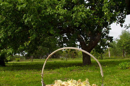 basket of onions, a Photo by Pictures for you!!!!!!!!!