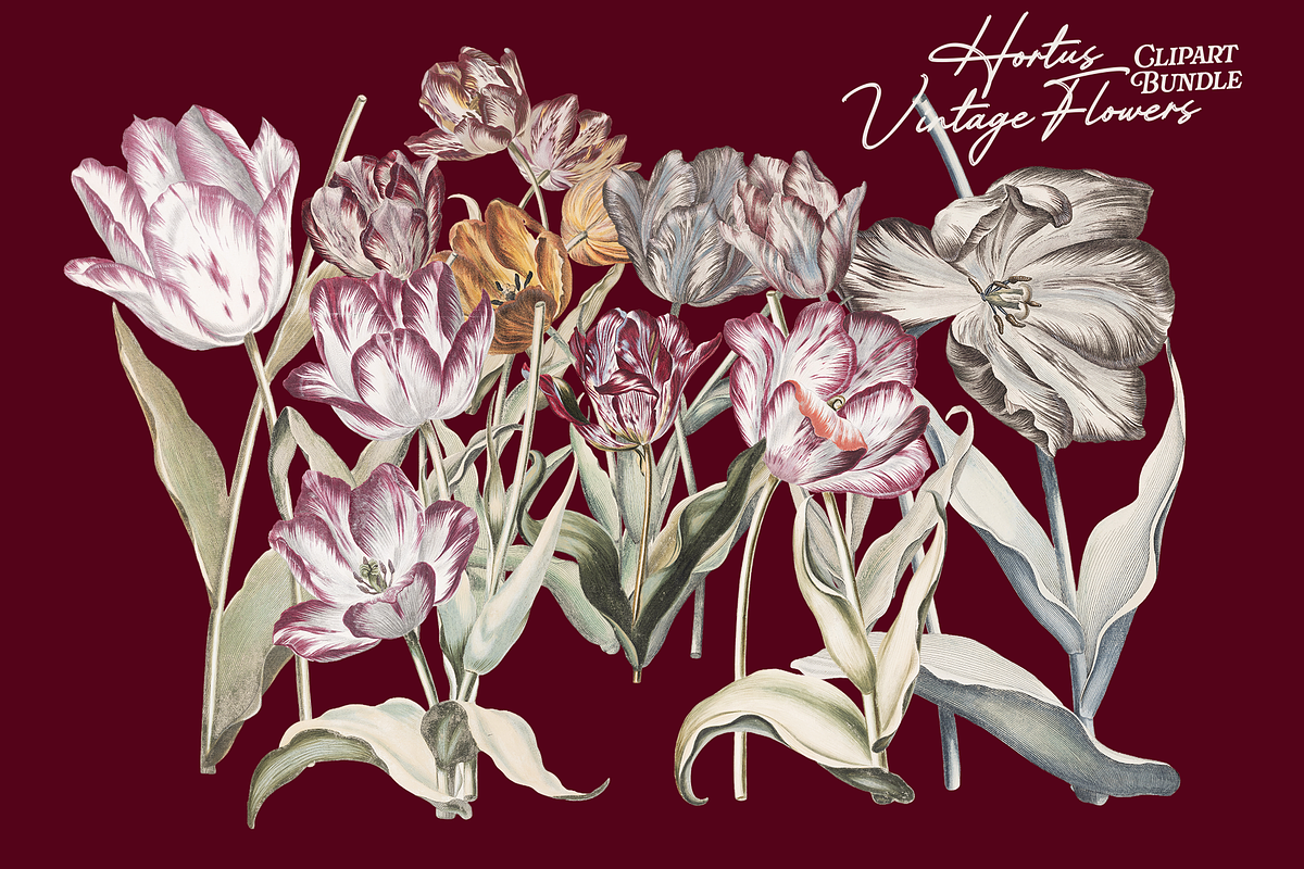 Hortus Vintage Flowers Cliparts, a Decorative Illustration by Lilithcollageart (Photo 10 of 12)