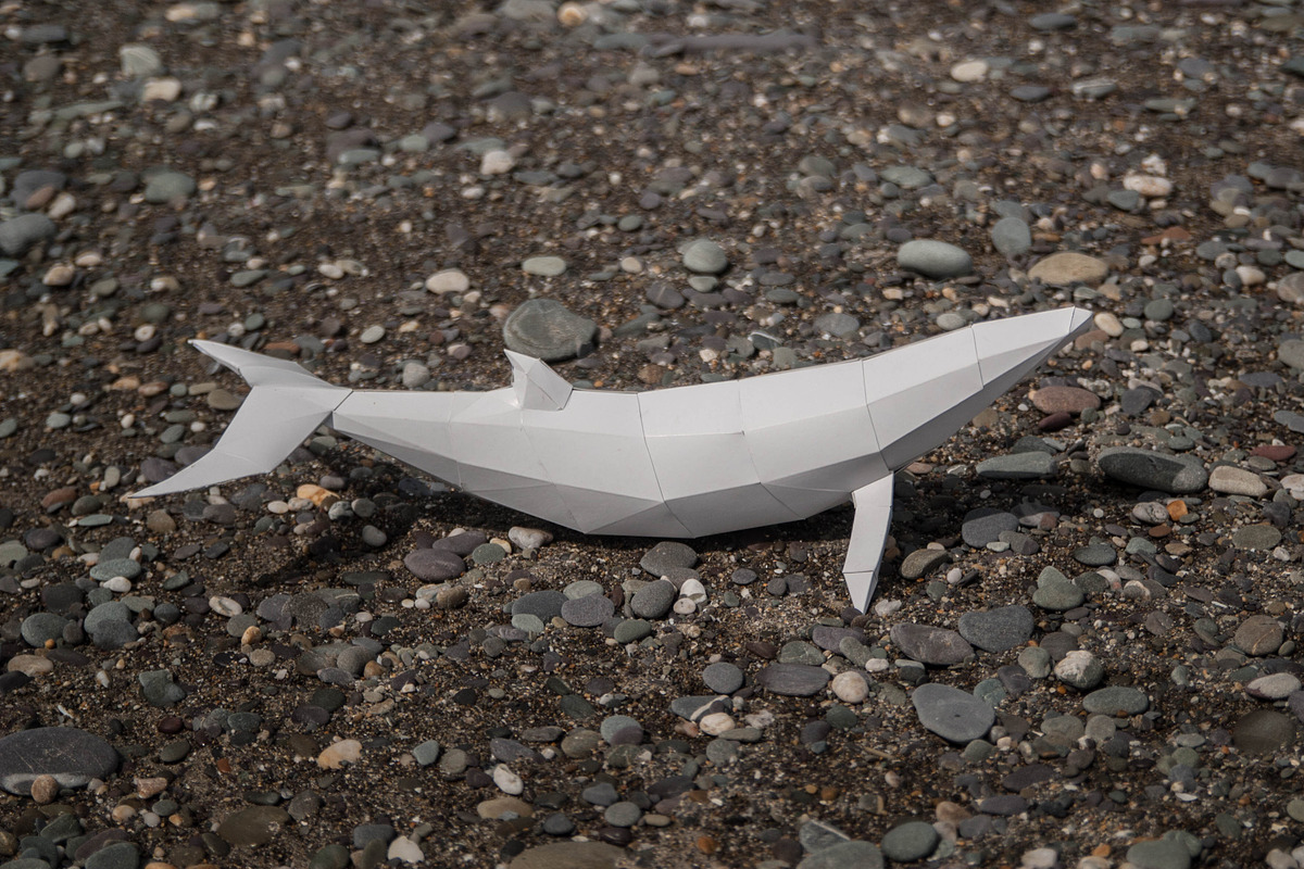 Papercraft Whale Sale, a Templates & Theme by PaperPetShop (Photo 2 of 4)