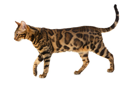 Bengal cat isolated on white