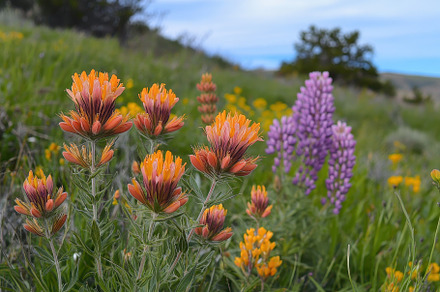 Bright wildflowers bloom in a lush m, a Photo by Tanuart