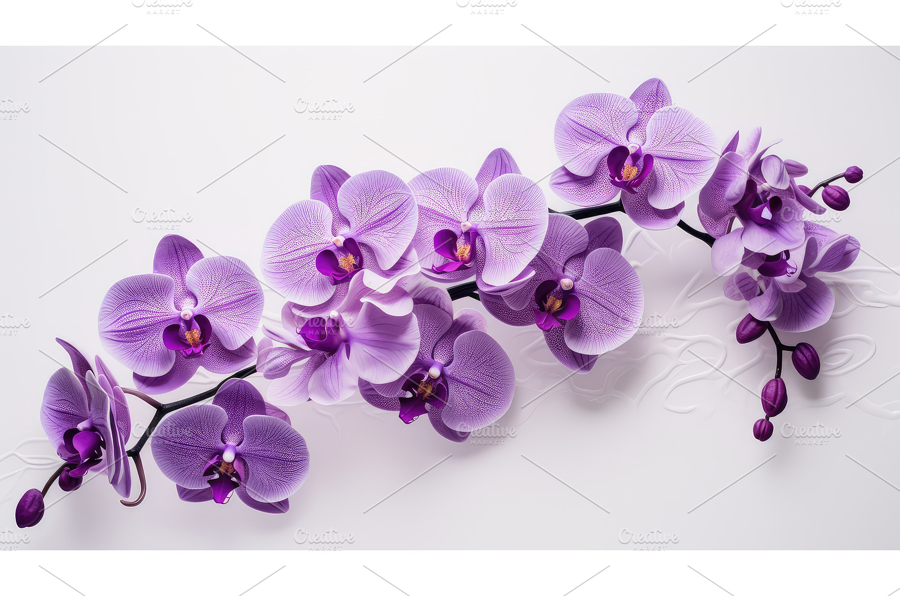 up purple flowers white background, a Background Photo by pikepicture