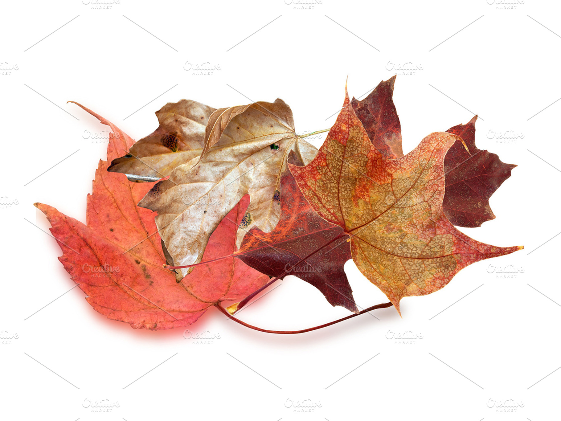Dry Leaves Containing Nature Picture And Image
