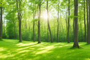 Summer Sunny Forest, a Background Graphic by Anamul Haque Anik (Thumbnail 4 of 5)