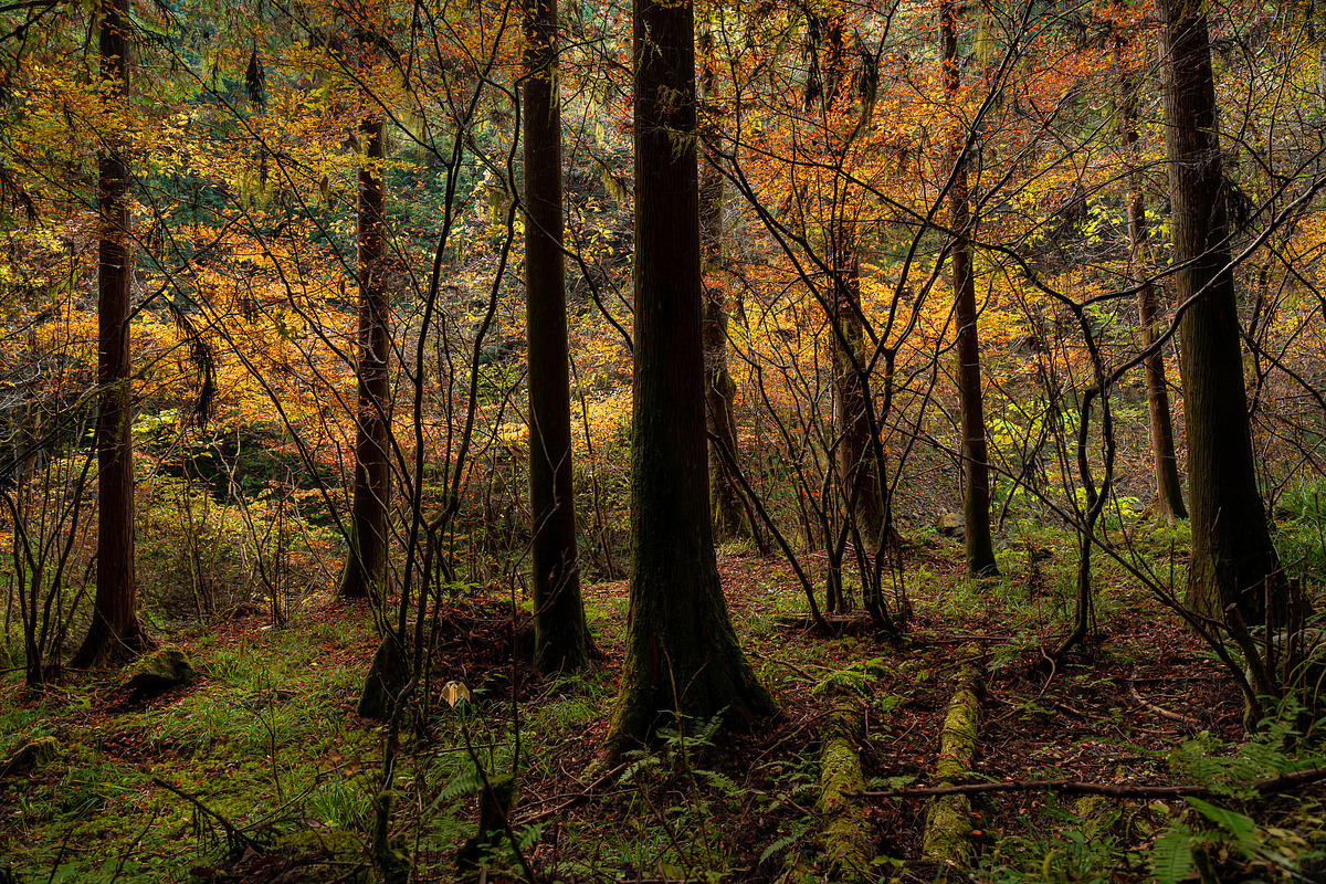 Japan Alpine Autumn 5 Forests photos, a Nature Photo by Silent Nature (Photo 1 of 5)