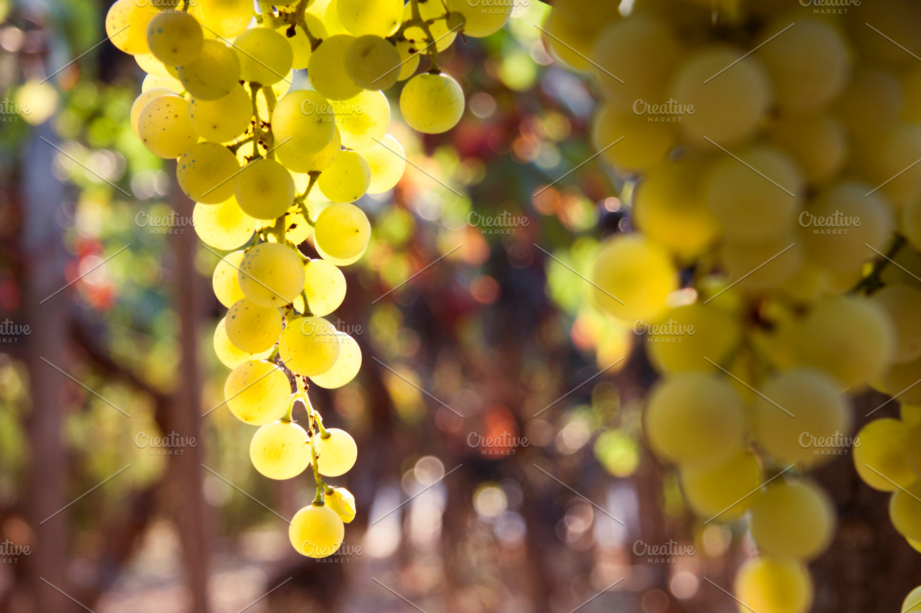 grapes in the vineyard, a Food & Drink Photo by pruden.alvarez