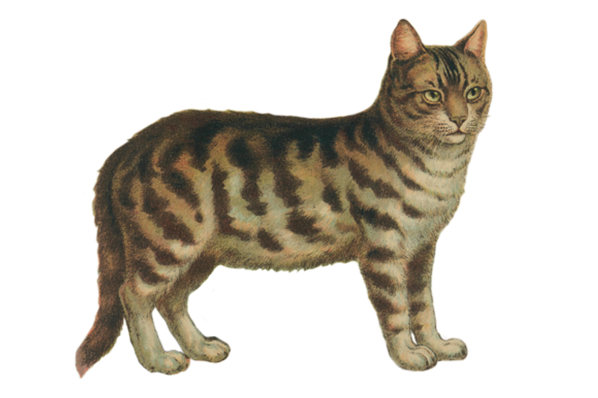 Vintage Cat Painting, an Illustration by Professional Assets (Photo 2 of 3)