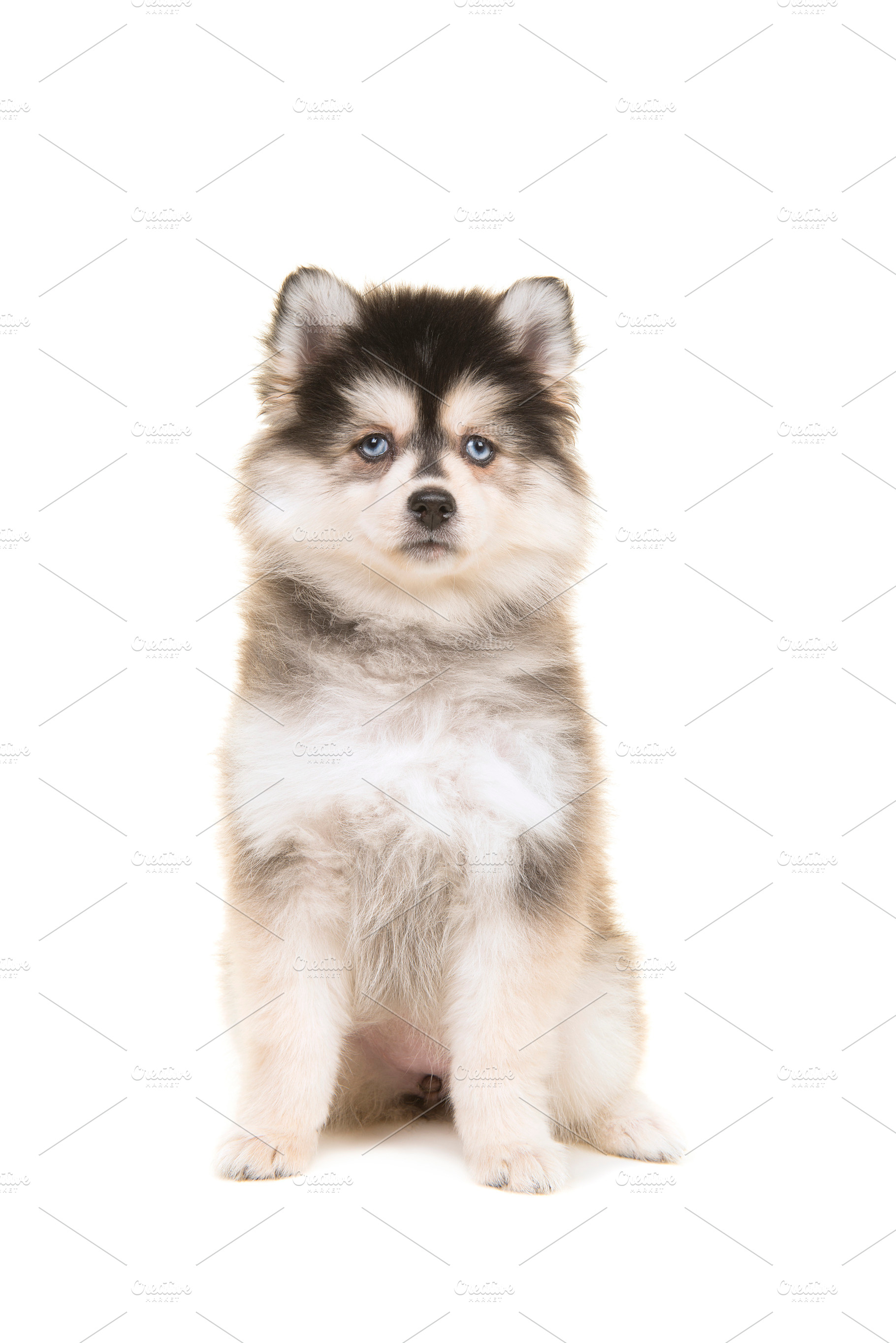 Cute pomsky puppy sitting on white, an Animal Photo by Elles Rijsdijk