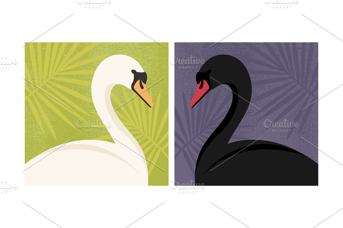 White and Black Swan Portraits, an Animal Illustration by PsychocheArt (Photo 4 of 4)