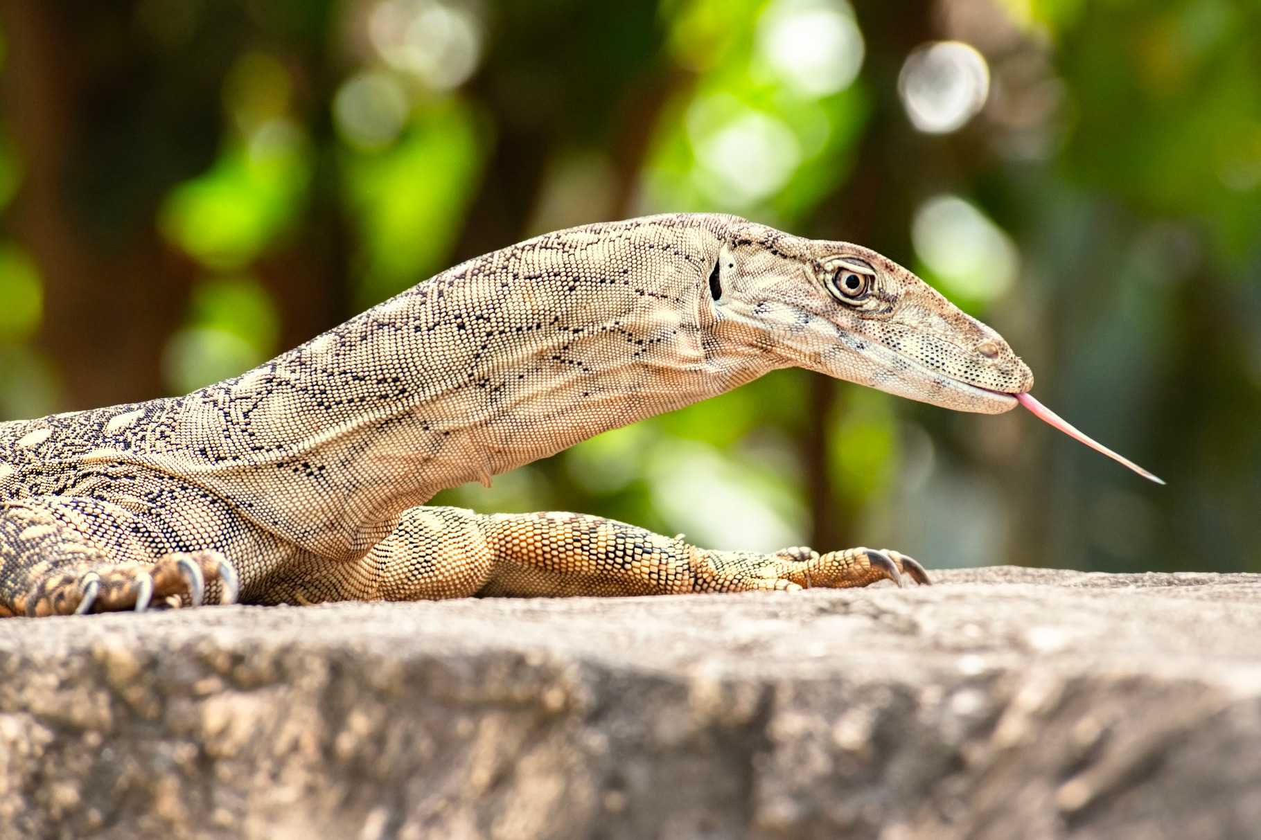 Perentie, an Animal Photo by Rob D Wildlife