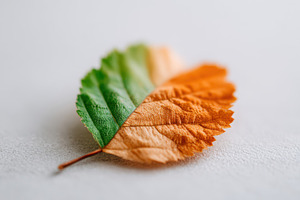 Green-to-orange leaf macro, a Nature Photo by AlyaAnd