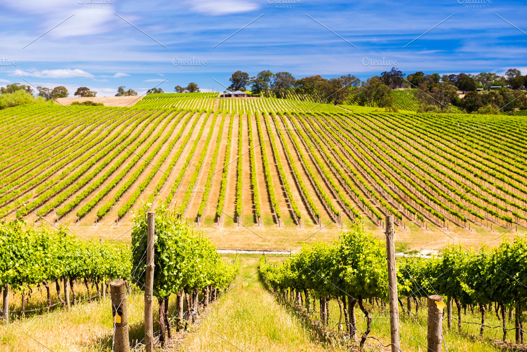 Vineyard, a Food & Drink Photo by THP Creative