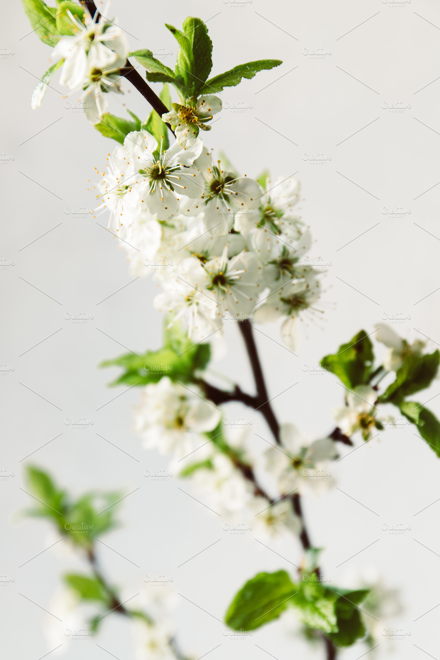 Branch of cherry blossom on white ba, a Nature Photo by Edalin's Store