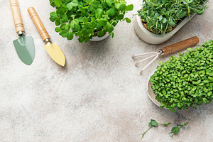 Growing microgreens with gardening tools on light background, a Food & Drink Photo by Olena Rudo