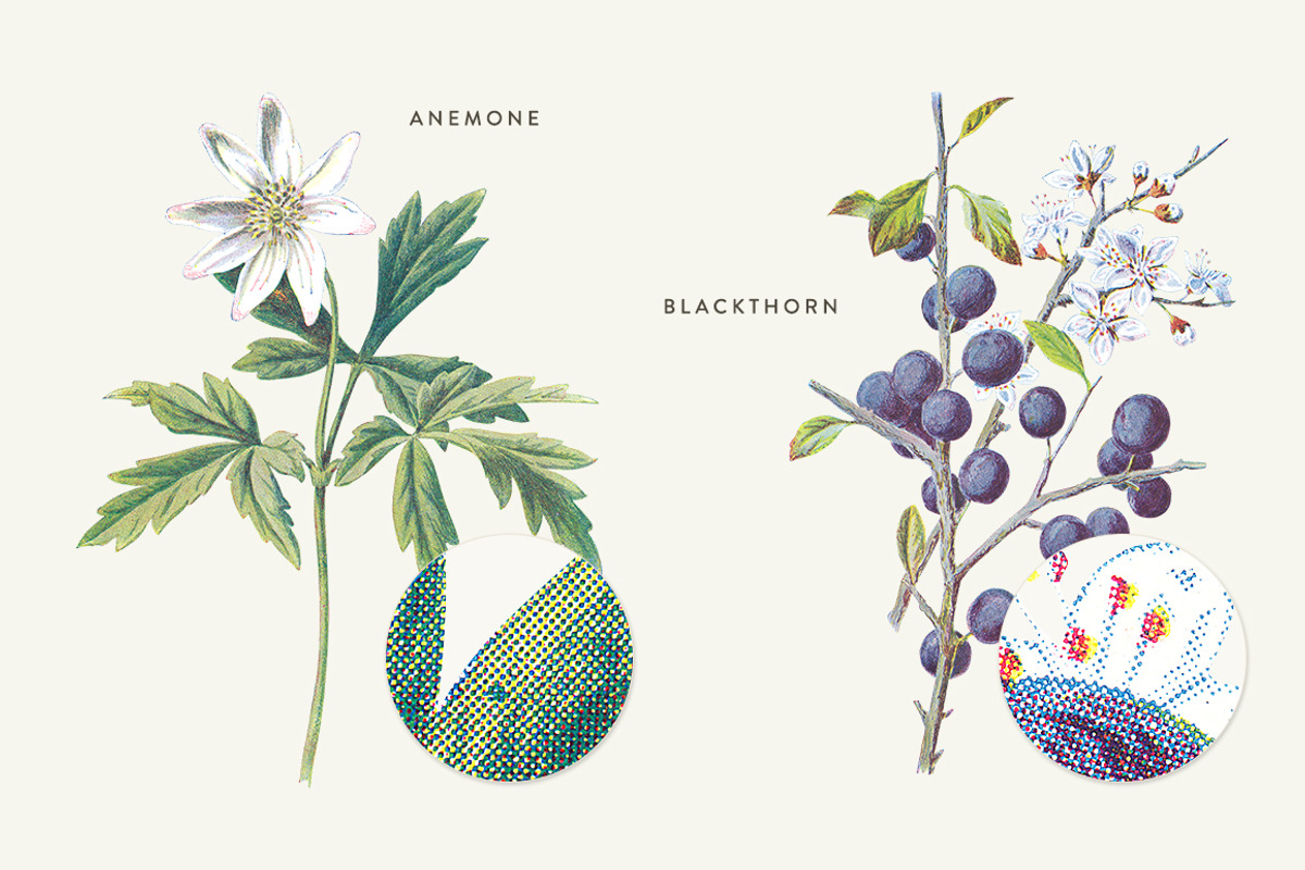 Vintage Flower Illustrations Bundle, an Illustration by Greta Ivy (Photo 29 of 62)
